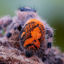 Spider belly insect photo