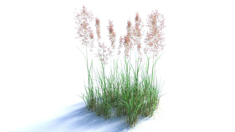 Bent Grass 3d model