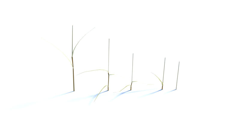 Bent Grass 3d model