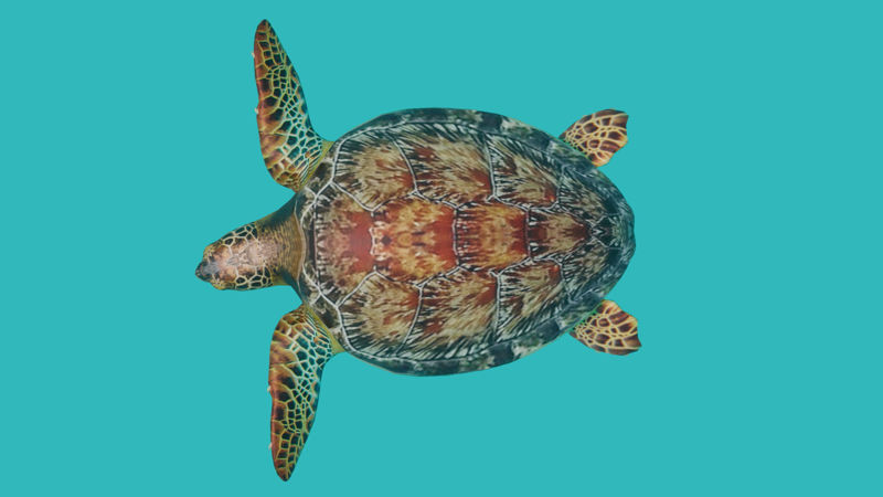 sea turtle 3d model