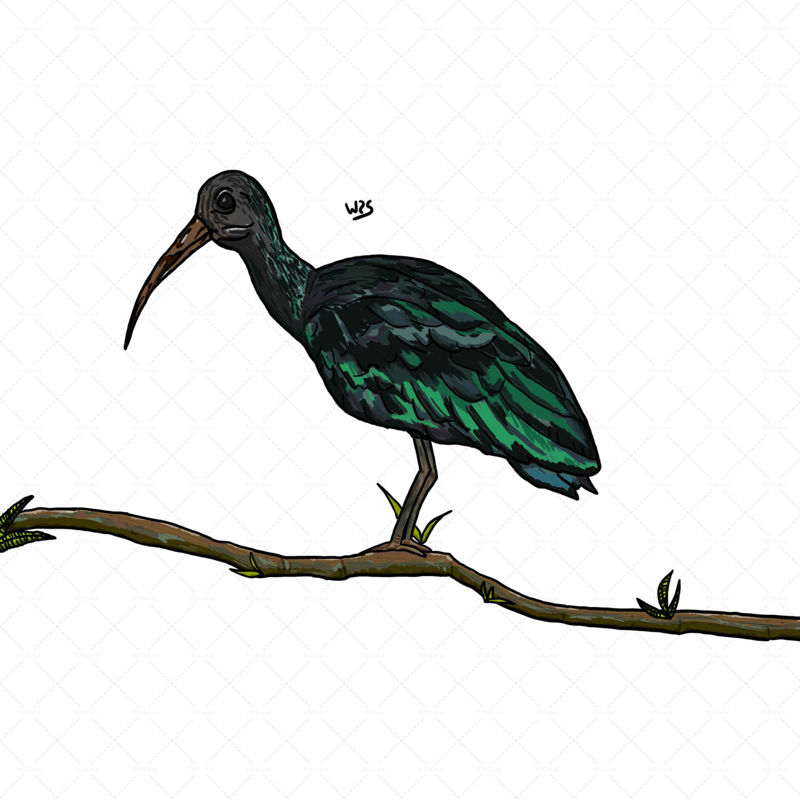 Green ibis (Mesembrinibis cayennensis) specie of bird