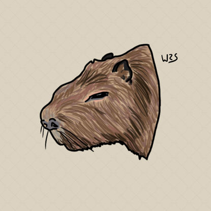 Capybara (Hydrochoerus hydrochaeris) illustration