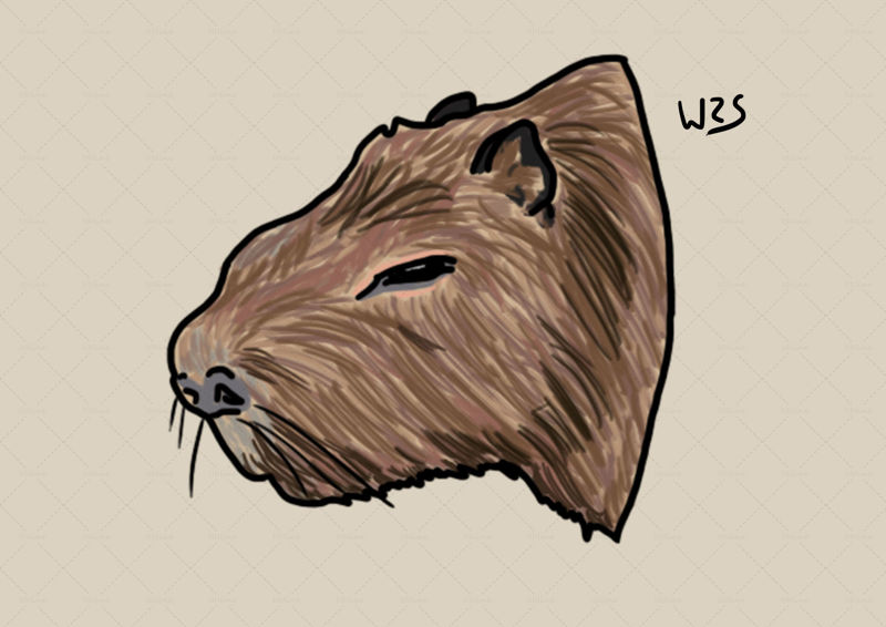 Capybara (Hydrochoerus hydrochaeris) illustration