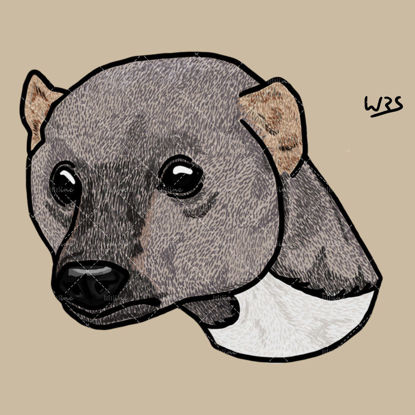 Tayra (Eira barbara) animal illustration