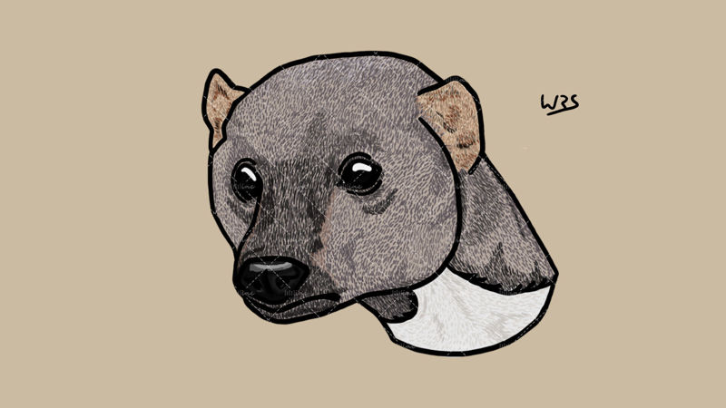 Tayra (Eira barbara) animal illustration