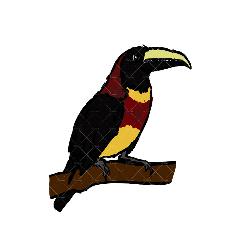 Red-necked Aracari (Pteroglossus bitorquatus)