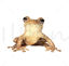 Frog illustration vector and png