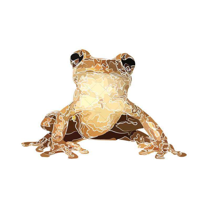 Frog illustration vector and png