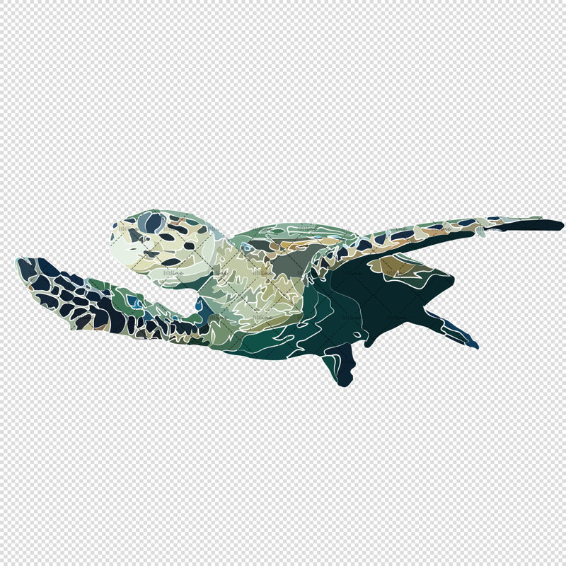 Turtle illustration vector and png