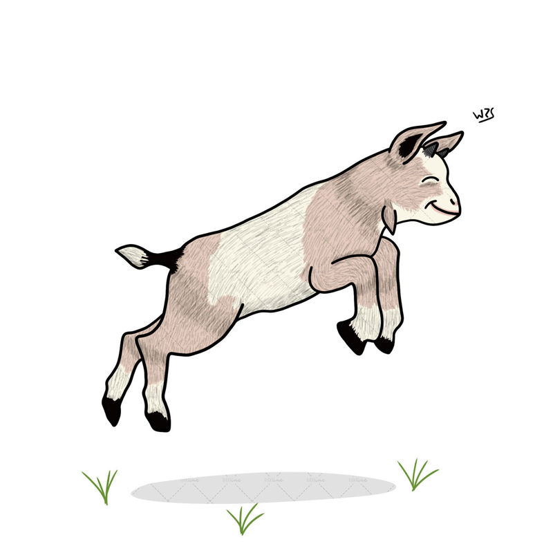 Baby goat illustration drawing