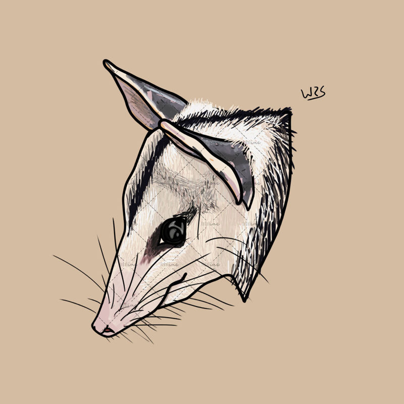 White-eared opossum (Didelphis albiventris)
