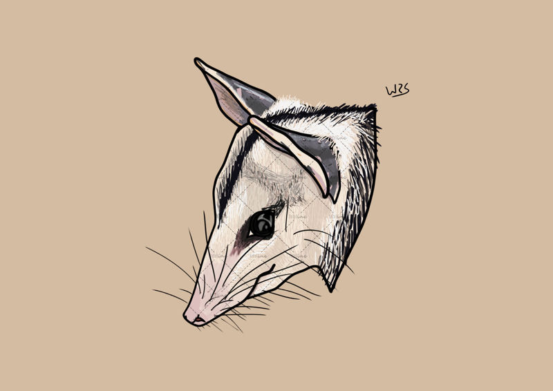 White-eared opossum (Didelphis albiventris)