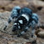 Black spider belly