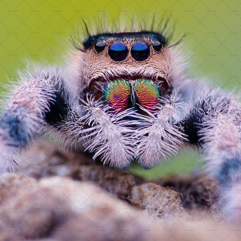 Spider with big tooth and eyes photo
