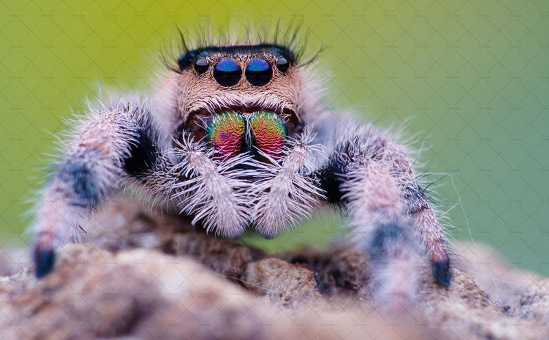 Spider with big tooth and eyes photo