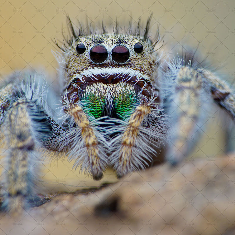 Spider with green big teeth