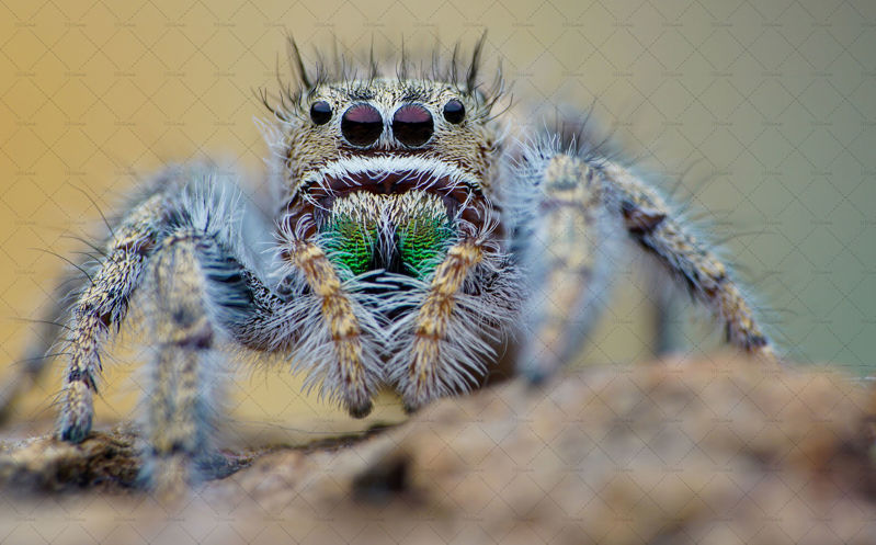 Spider with green big teeth