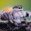 Spider side view photo