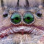 Spider head close up photo