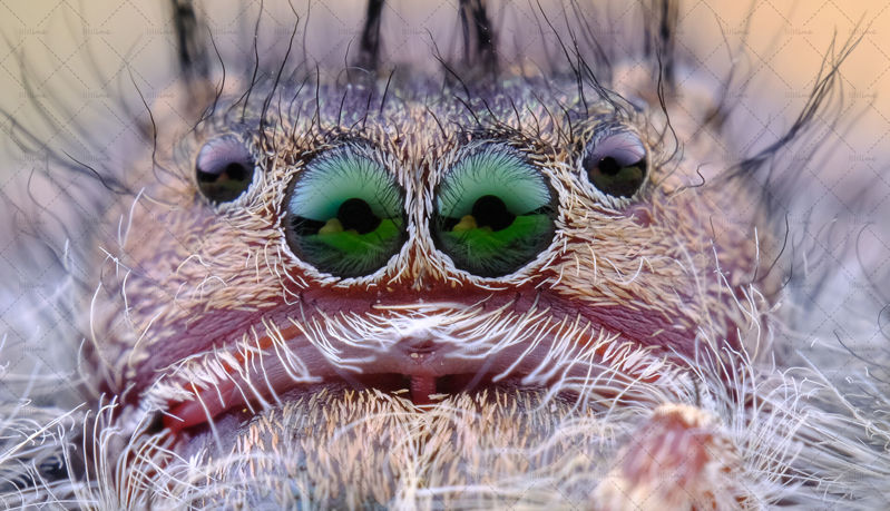 Spider head close up photo