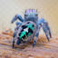 Spider back view photo