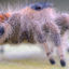 Spider feet close up photo