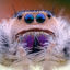 Fluff spider photo