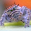 Spider front view close up photo