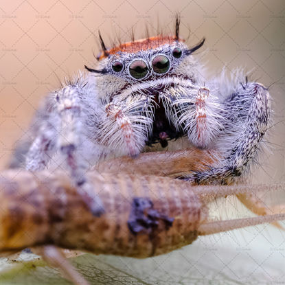 Spider eating food prey photo