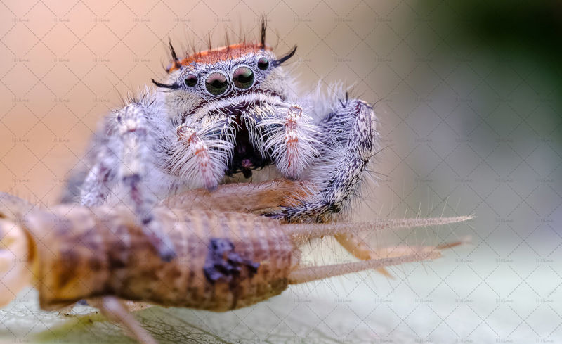 Spider eating food prey photo