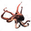 Octopus illustration vector and png