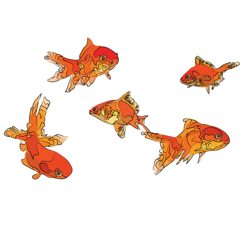 goldfish illustration vector and png