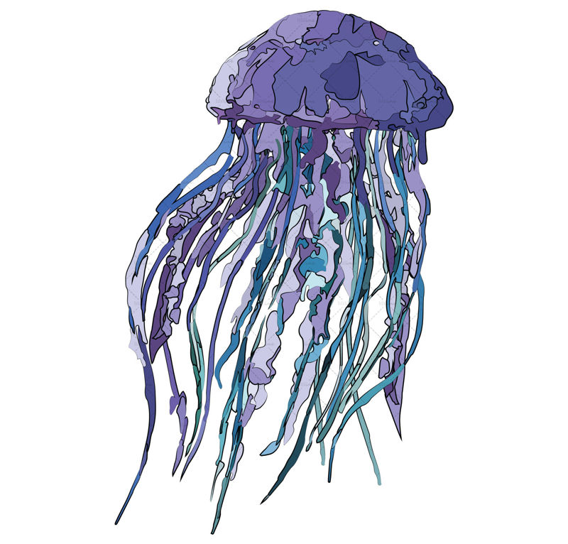 jellyfish illustration vector and png