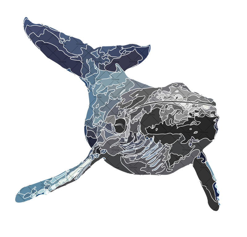 Whale illustration vector and png
