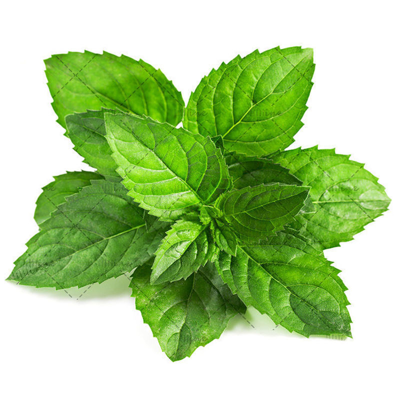 Mint Leaves Photo with White Background