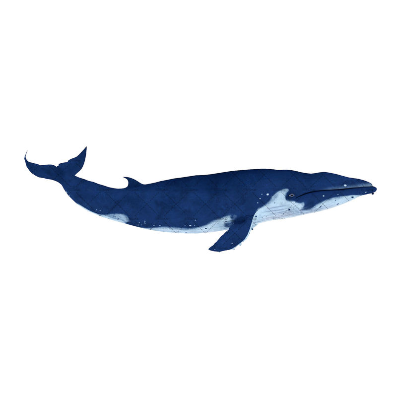 Rigged Animated Whale 3D Model