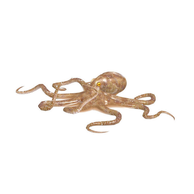 Rigged Animated Octopus 3D Model Animals Creatures