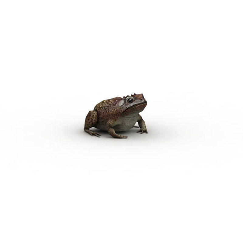 Toad Low Poly Game 3D Model