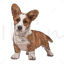 dog png