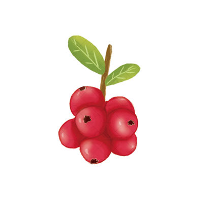 Cranberry illustration