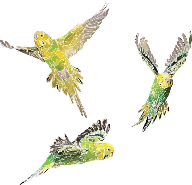 bird illustration png