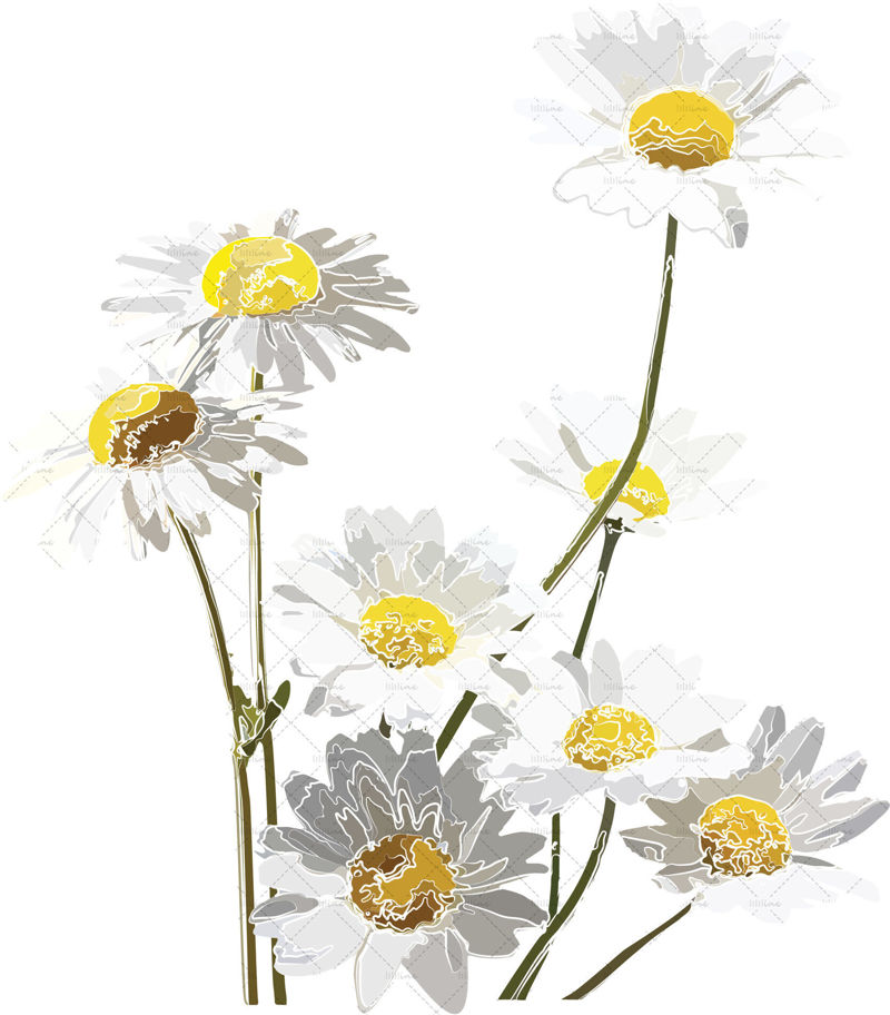 Flowers daisy illustration vector and png