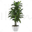 Plant png