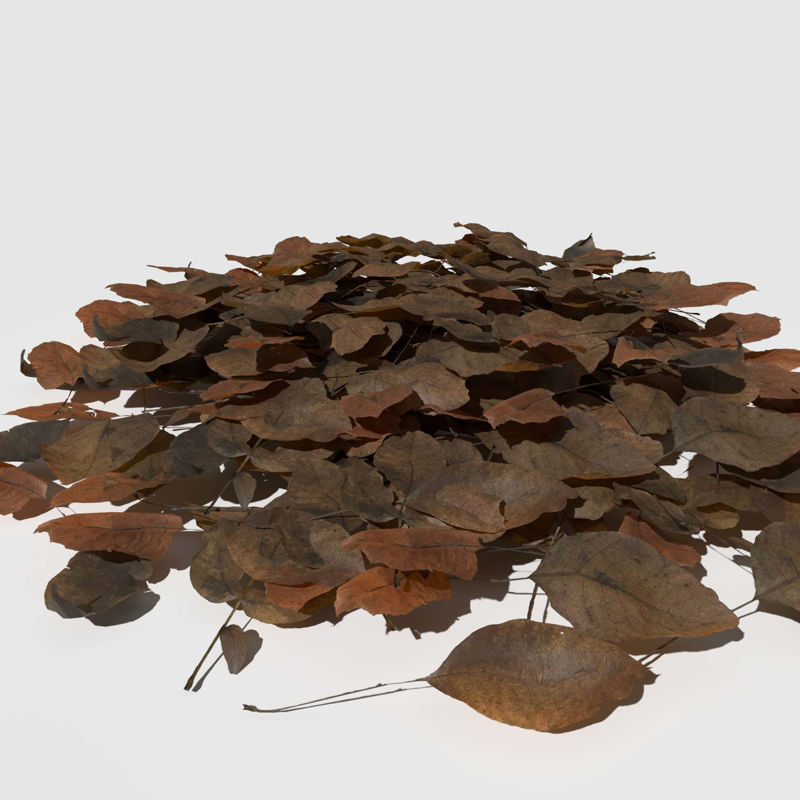 Dry Walnut Leaves Pack 3d model
