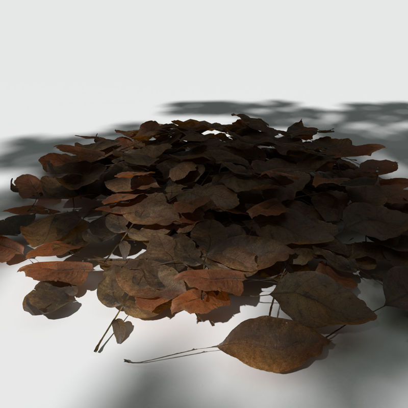 Dry Walnut Leaves Pack 3d model