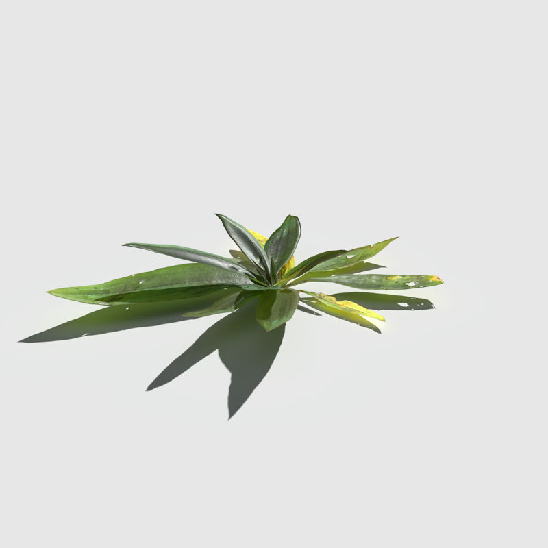 Narrow Leaf Plantain 3d model