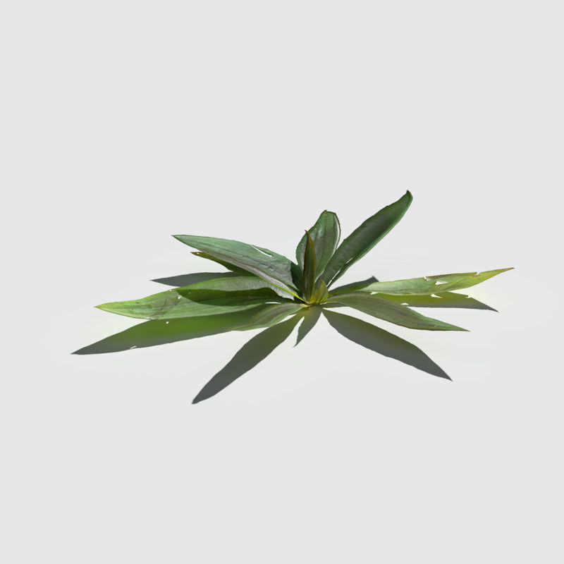 Narrow Leaf Plantain 3d model