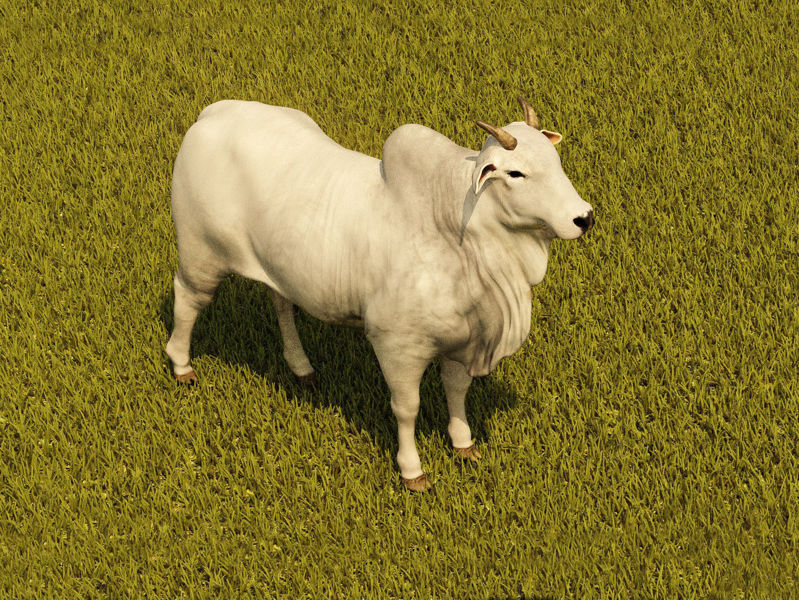 Cattle 3d model