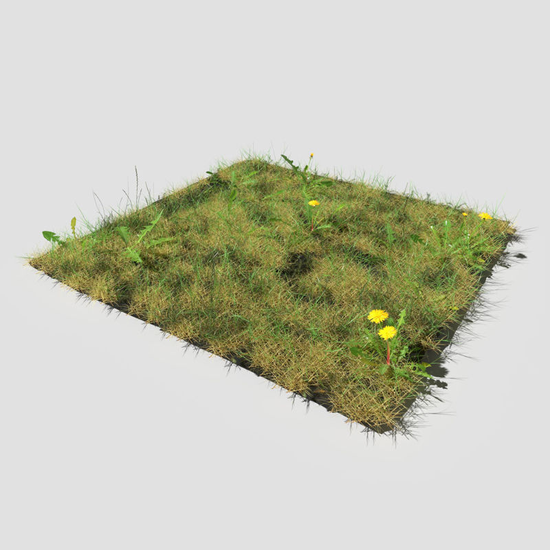 Bloodwort Meadow Patch 3d model