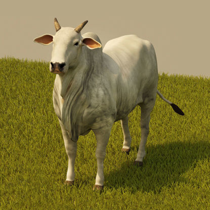 Cattle 3D model